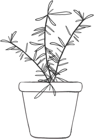 rosmarino vaso